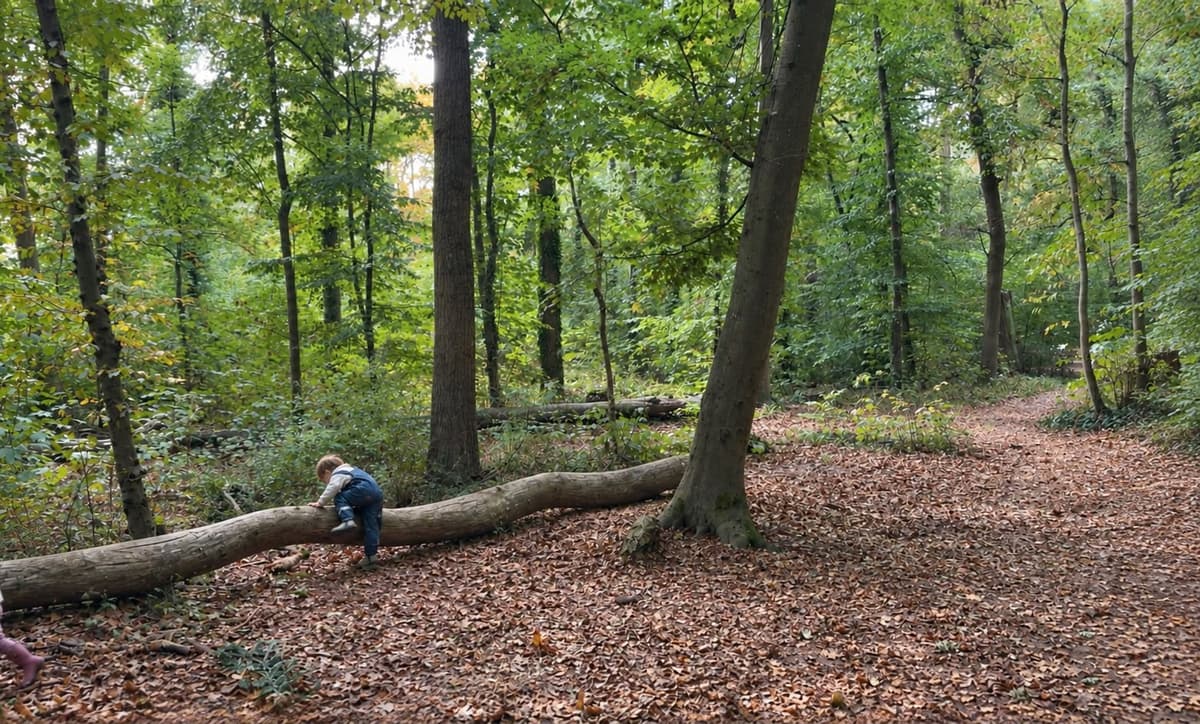 Kind klettert im herbstlichen Wald über einen Baumstamm - Waldtag mit der LUNA Kindertagespflege